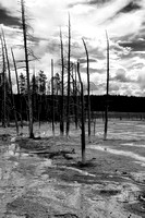Dead Trees, Paint Pots Yellowstone
