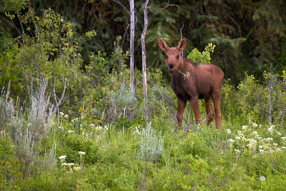 New Moose, Wyoming d