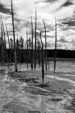 Dead Trees, Paint Pots Yellowstone