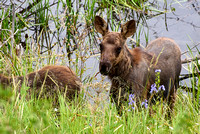 Young Moose, Grand Teton National Park D